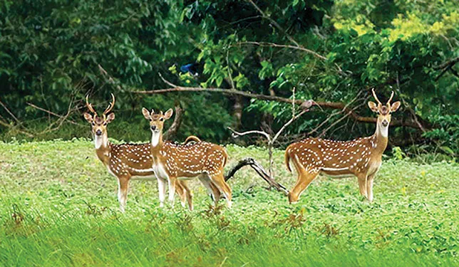চোরাশিকারী ও পাচারকারীরা বেপরোয়া সুন্দরবনে হরিণের অস্তিত্ব হুমকির মুখে