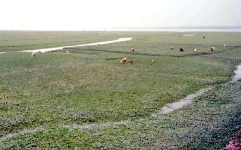 মেঘনায় জেগেছে অসংখ্য চর