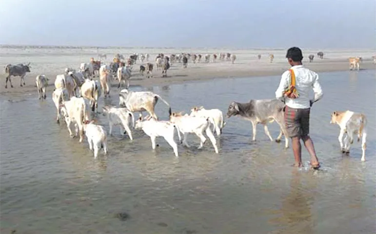 শুকিয়ে যাচ্ছে পদ্মা
