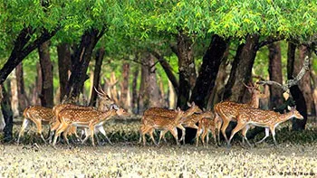 সুন্দরবনে হরিণ শিকারি চক্র বেপরোয়া