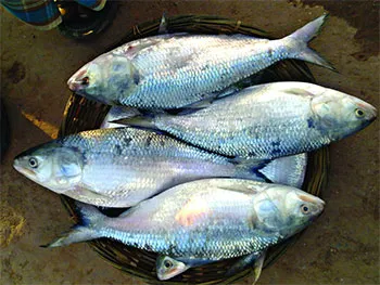 ইলিশ উৎপাদন বাড়াতে নয়া কৌশল ভারতের