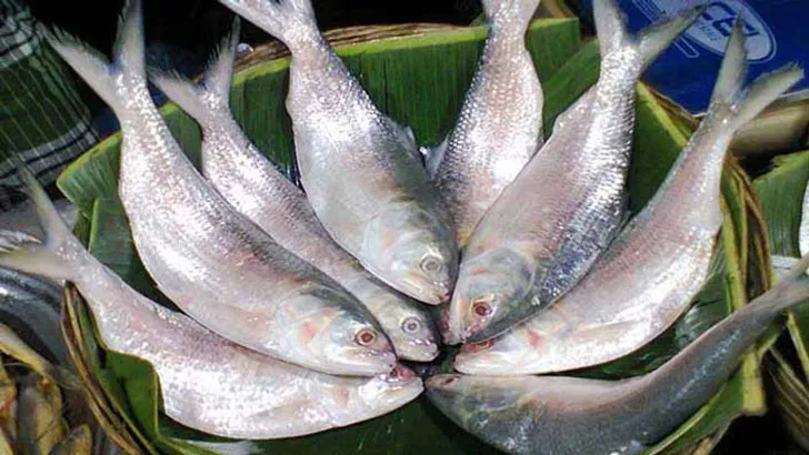 ইলিশের হালি ৬০০০ টাকা খাসির মাংসও চড়া