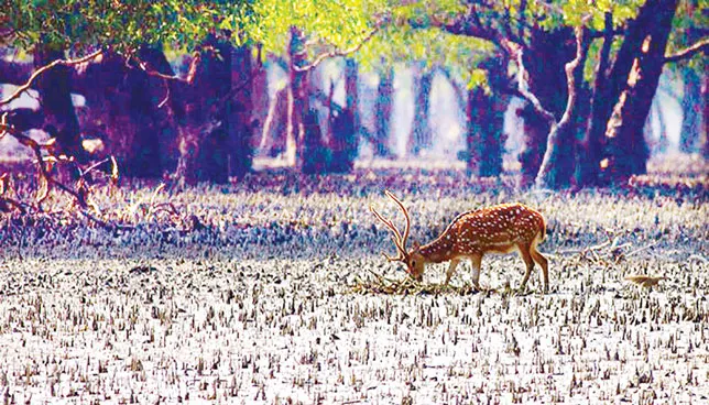 রামপালসহ বিতর্কিত সব প্রকল্প স্থগিতের আহ্বান