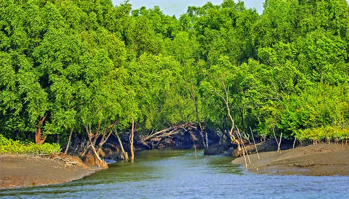 এবার সুন্দরবনের আরও কাছে বিদ্যুৎ প্রকল্প!