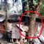 এক রেইন্ট্রী গাছের দাম ৬ লাখ ৯০ হাজার টাকা