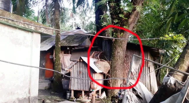 এক রেইন্ট্রী গাছের দাম ৬ লাখ ৯০ হাজার টাকা