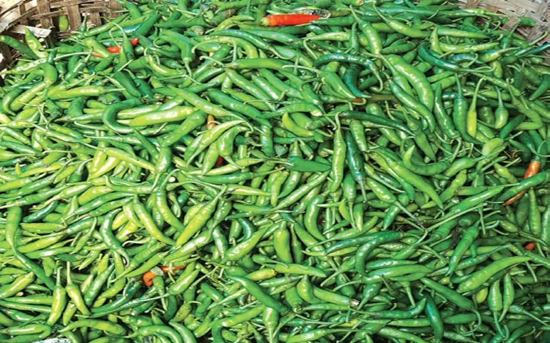 কাঁচামরিচের অস্বাভাবিক মূল্যবৃদ্ধি