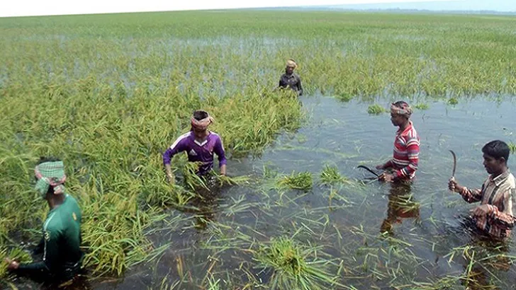 ফসল নষ্ট ৭০ হাজার হেক্টর জমির