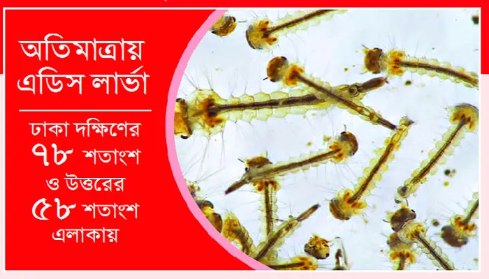 এডিস বেশি গুলশান বনানী উত্তরা ধানমণ্ডিতে