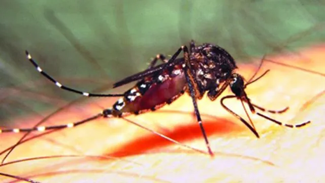 মৃতের সংখ্যা ৫০ ছাড়াল, ৬২ জেলায় ডেঙ্গু রোগী