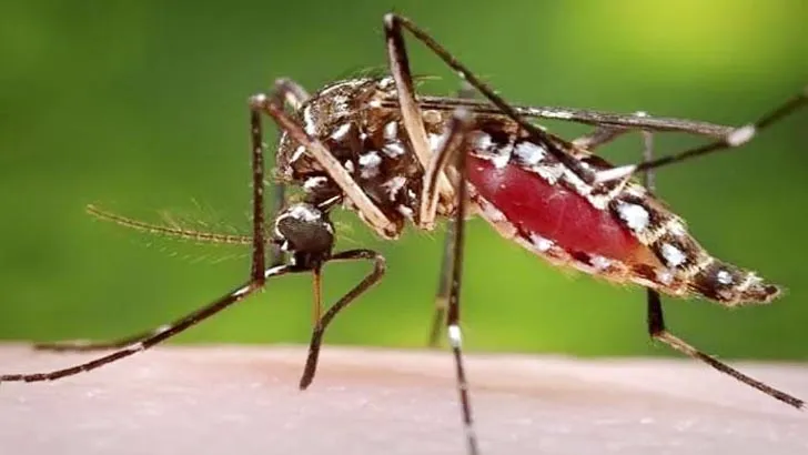 রাজধানীতে এডিস মশা নিধন: ওষুধ কেনায় ধোঁয়াশা কাটছে না