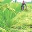 ক্ষতিগ্রস্ত আমন আবাদ হতাশা বাড়ছে কৃষকের