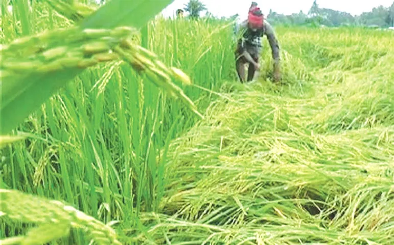 ক্ষতিগ্রস্ত আমন আবাদ হতাশা বাড়ছে কৃষকের
