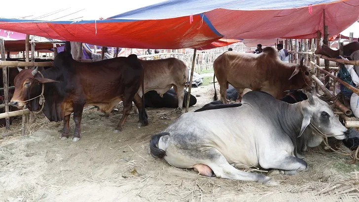 রাজধানীতে অস্থায়ী হাট: ইজারার চারগুণ পশুর হাসিল আদায়