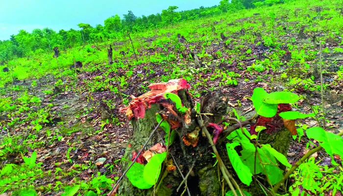 গজারি কেটে বনায়ন!