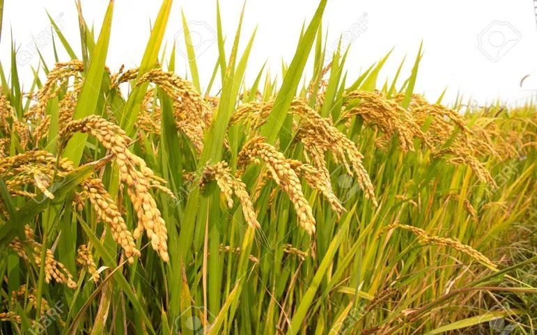 আগ্রহ কমছে ধান চাষে