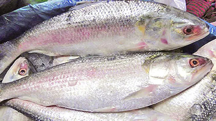 ঝাঁকে ঝাঁকে ধরা পড়ছে ডিমওয়ালা ইলিশ
