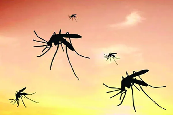 ওষুধে মশা নয় কাবু হচ্ছে মানুষ