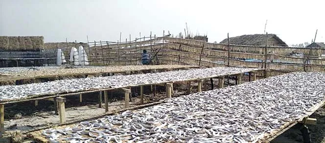 বঙ্গোপসাগরে কমেছে মাছ শুঁটকি পল্লিতে হাহাকার