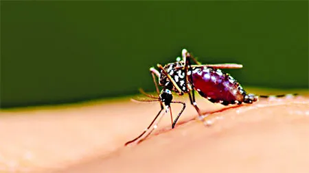 মশার উৎপাত নগরজুড়ে