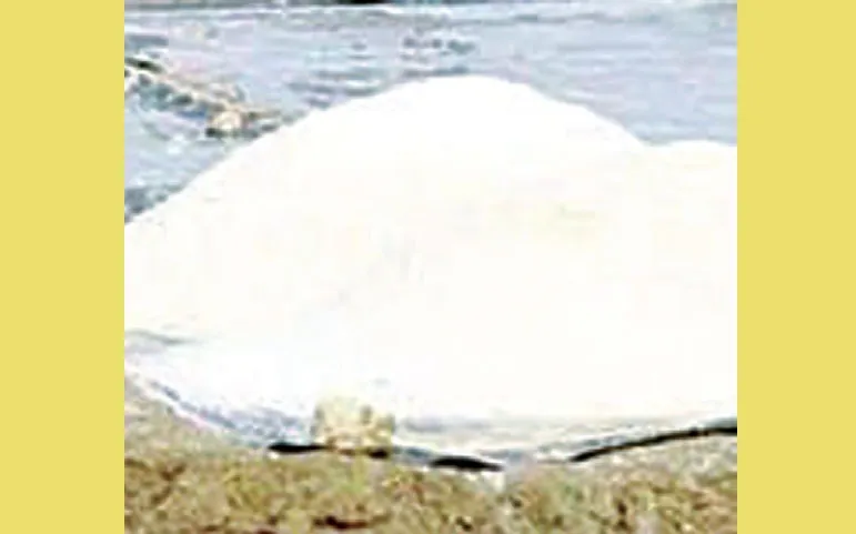 লবণ নিয়ে বিপাকে চাষিরা