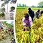খাদ্যনিরাপত্তায় আমাদের করণীয়
