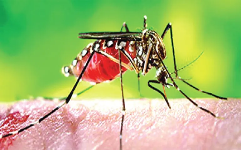 করোনার মধ্যেই ডেঙ্গুর হানা
