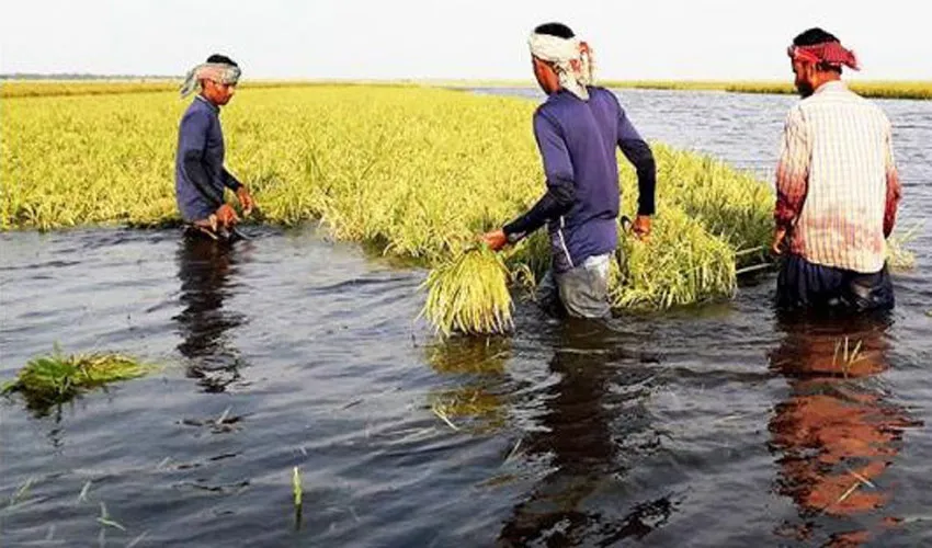 তলিয়ে যাচ্ছে সুনামগঞ্জের খরচার হাওরের পাকা ধান