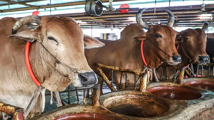 কোরবানির পশুর দাম নিয়ে শঙ্কায় খামারিরা