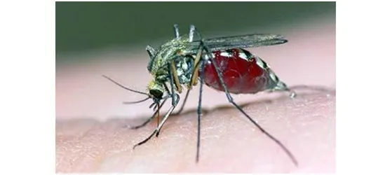 বাজেট বাড়ে, কমে না মশা তীব্র উৎপাত রাজধানীজুড়ে