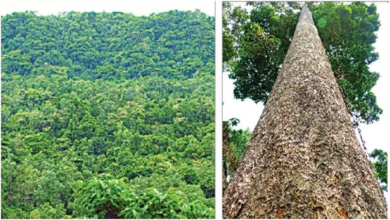 সংরক্ষিত বন ভাগ করে বিদ্যুৎ লাইন!