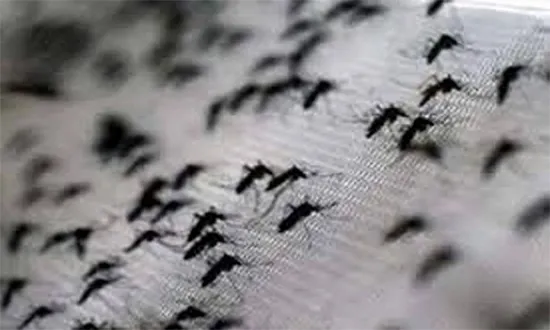 মশায় অতিষ্ঠ রাজধানীর মানুুষ