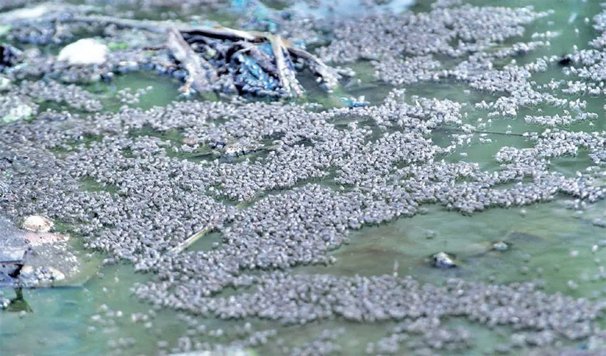 সর্বত্রই মশার যন্ত্রণা