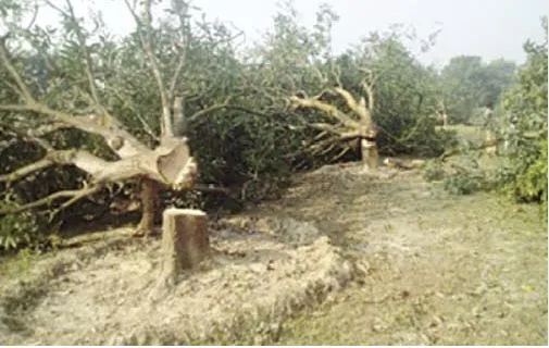 দেড় লাখ ব্যক্তি ও প্রতিষ্ঠানের দখলে ২ লাখ ৫৭ হাজার একর বনভূমি