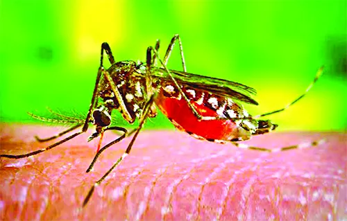 মশা নিয়ে দুশ্চিন্তা