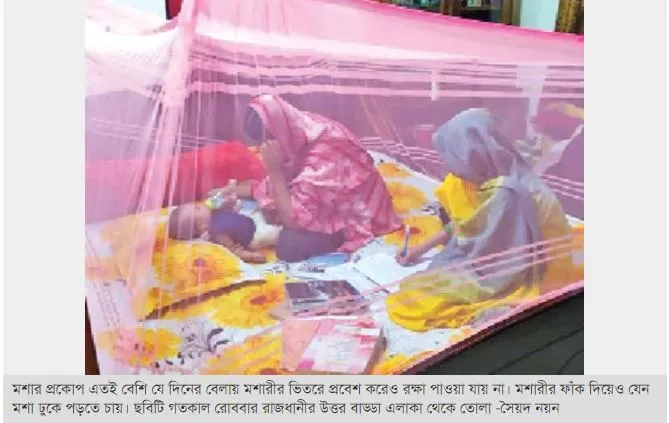 রাজধানীতে মশা বেড়েছে চারগুণ