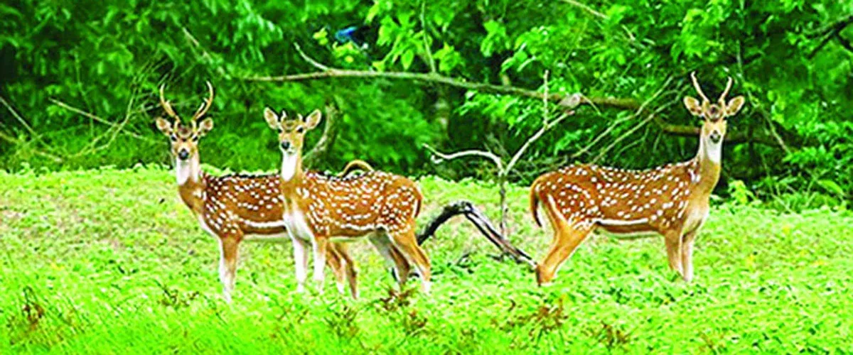 লোভে-ভোগে বাড়ছে নতুন নতুন রোগ