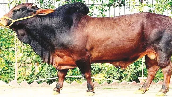 খামারি বেশি দেখিয়ে ৪ কোটি টাকা লুট
