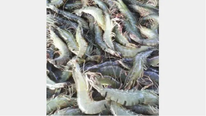 মহাসংকটে খুলনার চিংড়ি চাষিরা