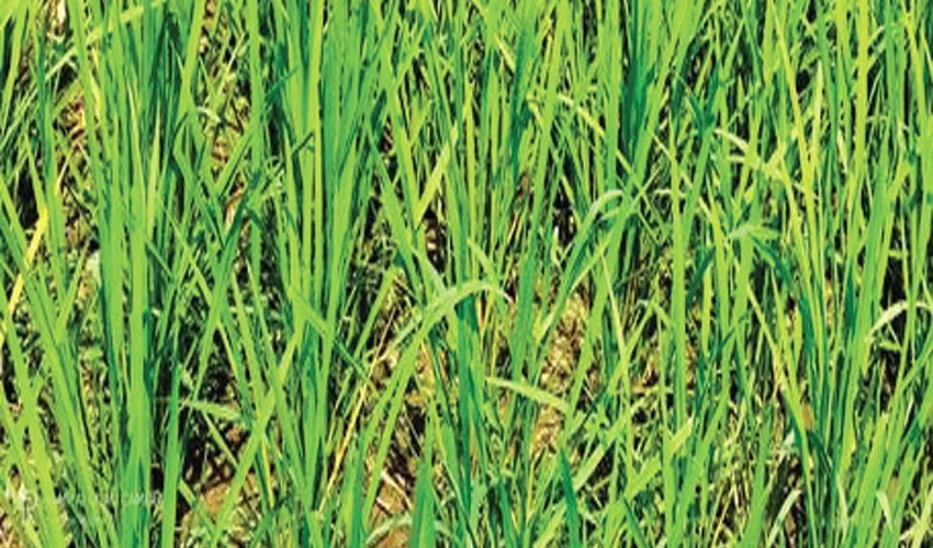 উত্তরে খরা পরিস্থিতি