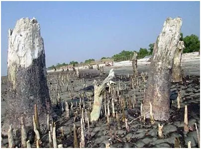 কপোতাক্ষ ও বেতনা খননের নামে ২৬২ কোটি টাকার হরিলুট চলতি বর্ষা মওসুমে বিস্তীর্ণ অঞ্চলে জলাবদ্ধতার আশঙ্কা
