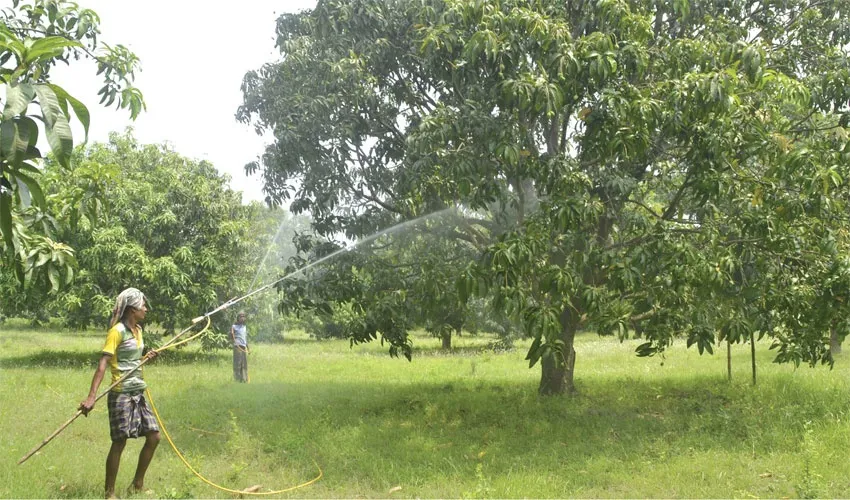 ফলন নিয়ে চিন্তিত চাষিরা