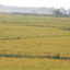 ধান কাটার শ্রমিক সংকটে বিপাকে কৃষক