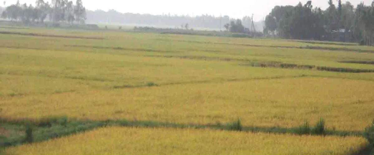 ধান কাটার শ্রমিক সংকটে বিপাকে কৃষক