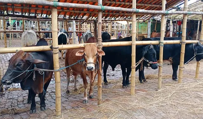 করোনা শঙ্কায় কোরবানির পশুর হাট
