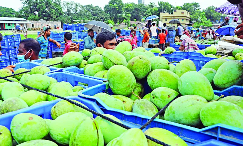 লকডাউনে তছনছ আম চাষির স্বপ্ন