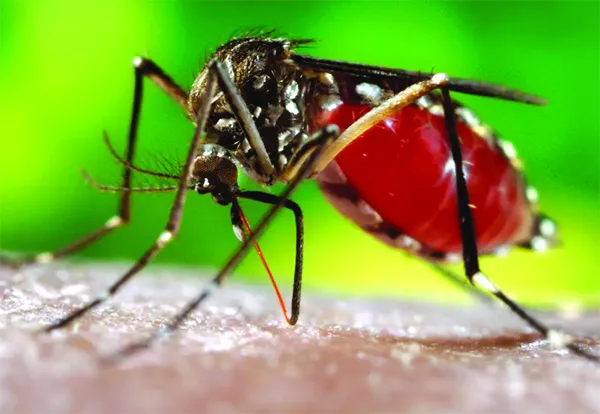 করোনার মধ্যে ডেঙ্গুর চোখ রাঙানি