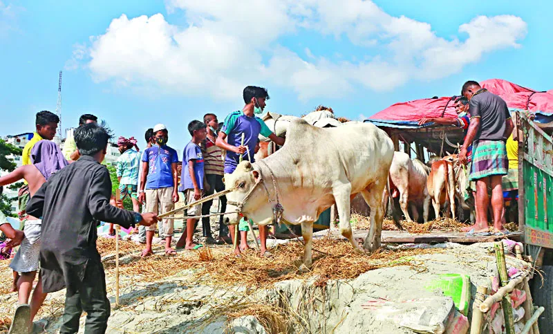 শর্ত ভেঙে পশুর হাট রাজধানীতে