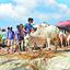 শর্ত ভেঙে পশুর হাট রাজধানীতে