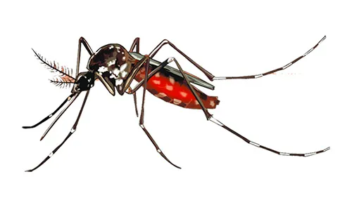 সাতদিনে ১৬৬১ ডেঙ্গু রোগী শনাক্ত